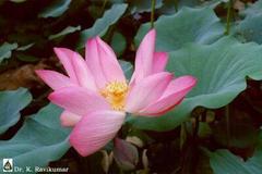 Nelumbo nucifera